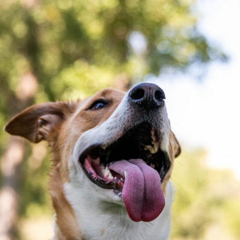 A happy dog with his mouth open and tongue out. Read this blog to learn how to fix bad breath in dogs with pet supplements and other changes.