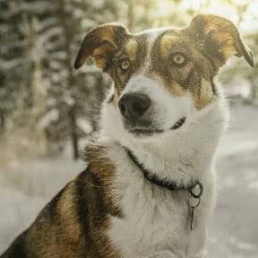 white and brown coated dog looking alert in the snow. Read this blog to learn signs of stressed dog body language.