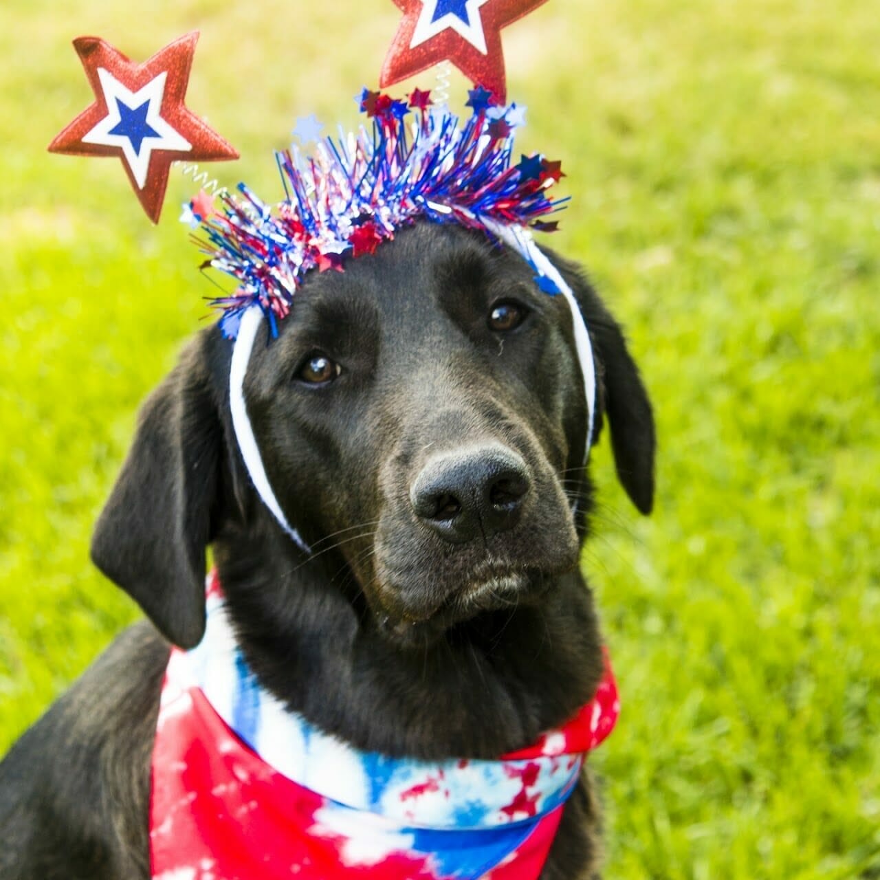 dark brown labrador wearing red, white, and blue bandana and 4th of July headwear. Read this blog to learn more about summer dog days.