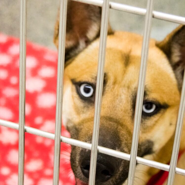 Tan coated dog with blue eyes at an adoption shelter. Finding the right pet can be hard, so learn more in this article.