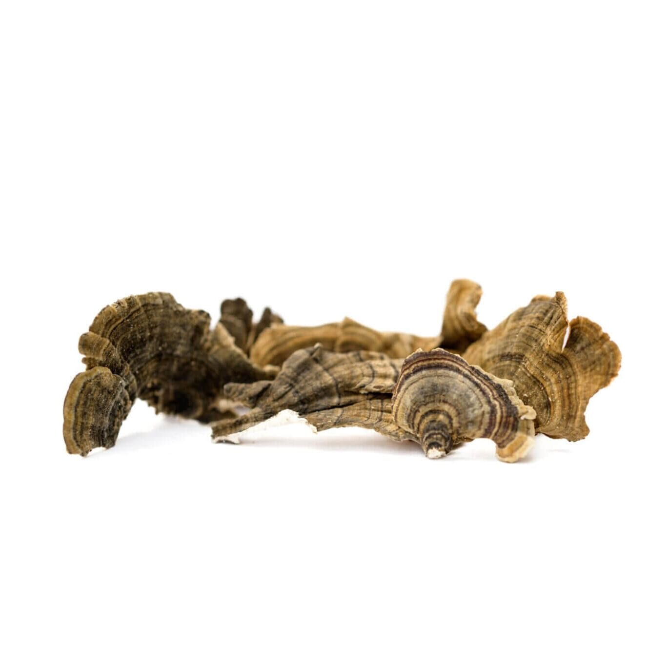 Turkey Tail mushroom for dogs and cats can improve dog & cat digestive system health along with enhanced immune function