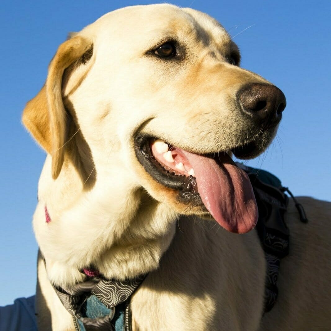 yellow Labrador dog with tongue out